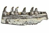 Permian Synapsid (Mycterosaurus) Jaw Section - Oklahoma #140088-1